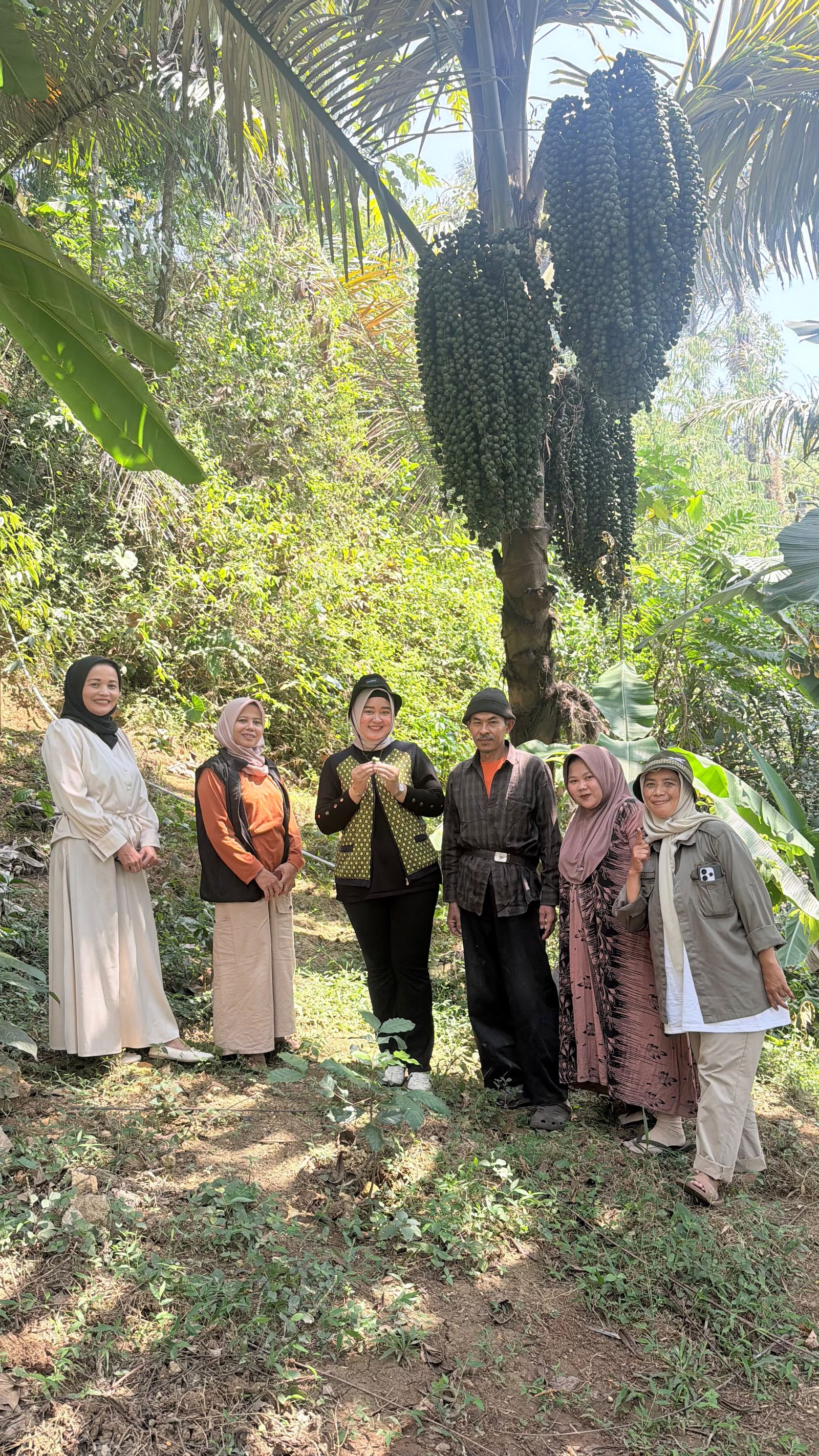 Proses pengolahan gula aren
