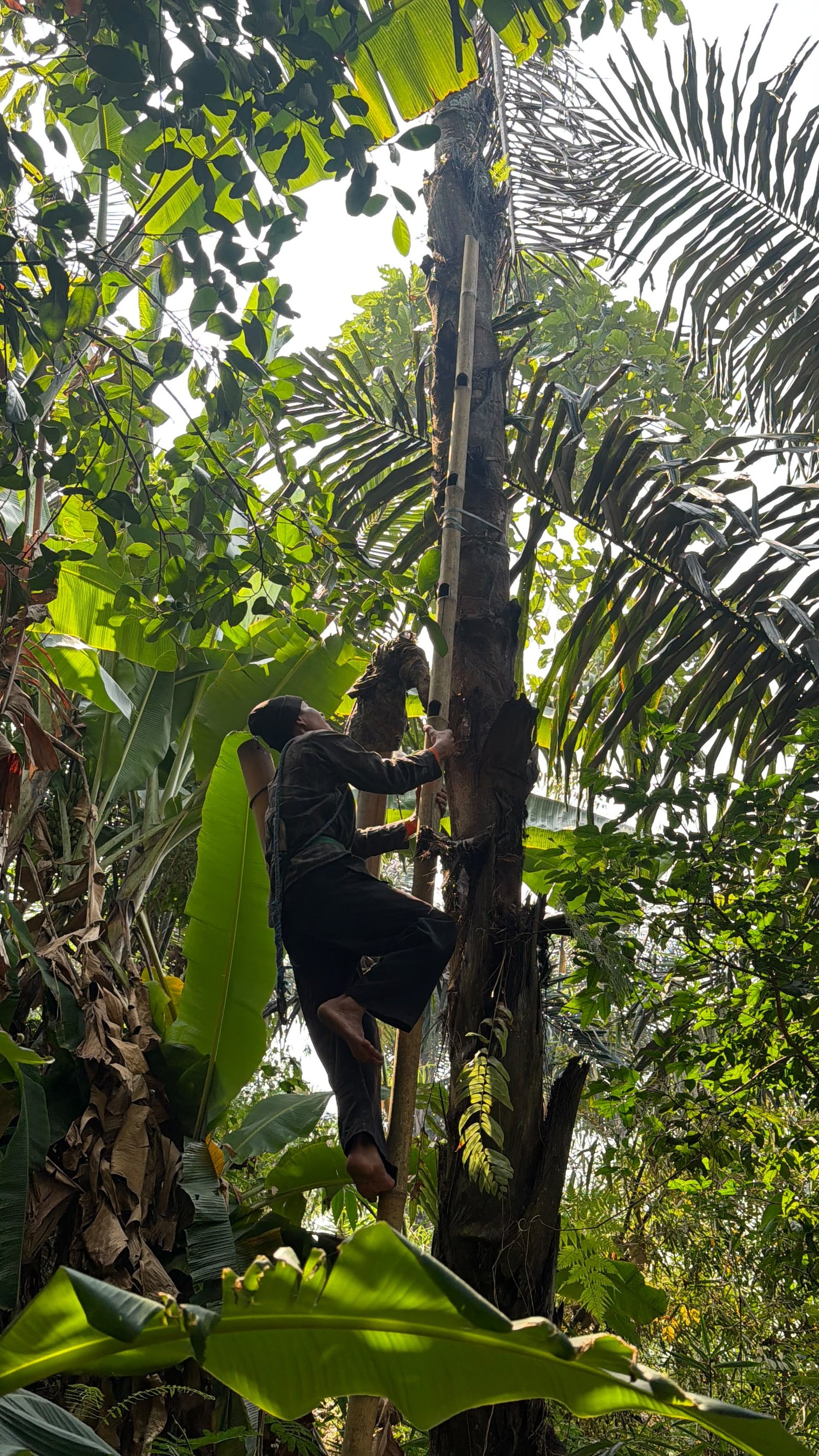 Proses pengemasan gula aren